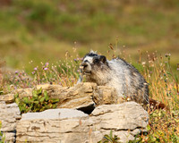 Hoary Marmot