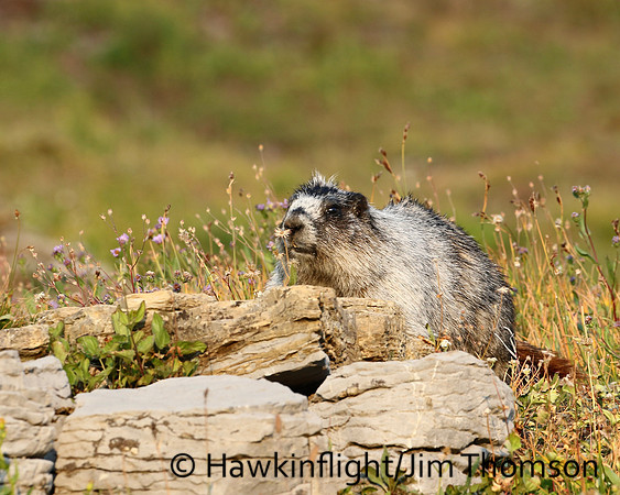 Hoary Marmot
