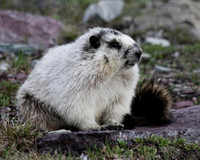 Hoary Marmot