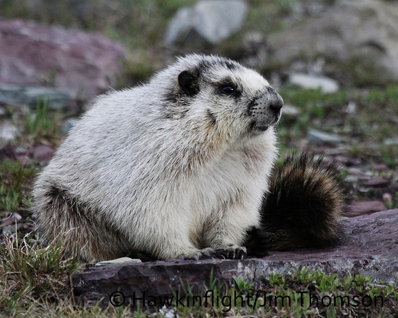 Hoary Marmot
