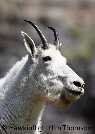 Mountain Goat