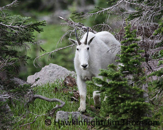 Mountain Goat