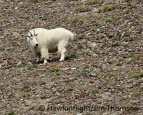 Mountain Goat