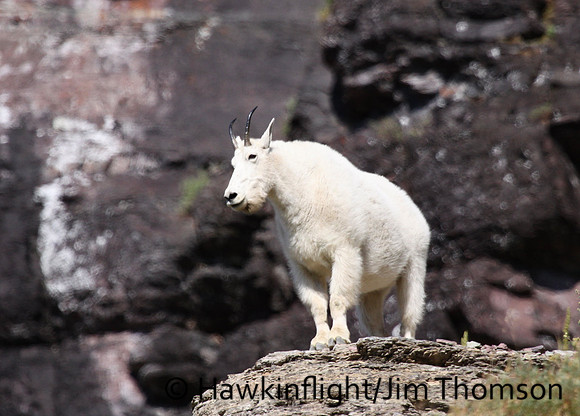 Mountain Goat