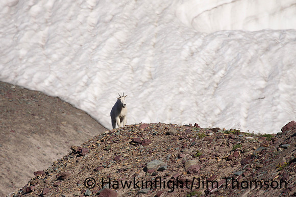 Mountain Goat