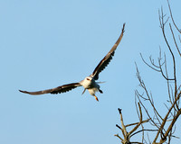 White-tailed Kite
