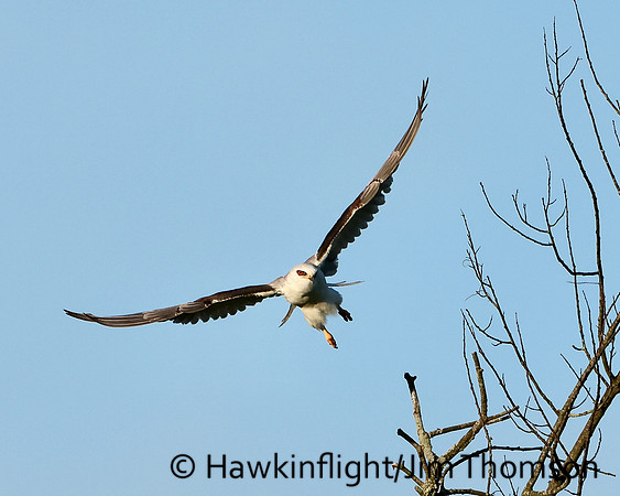 White-tailed Kite