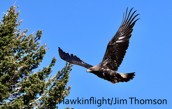 Golden Eagle