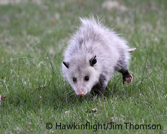 Opossum