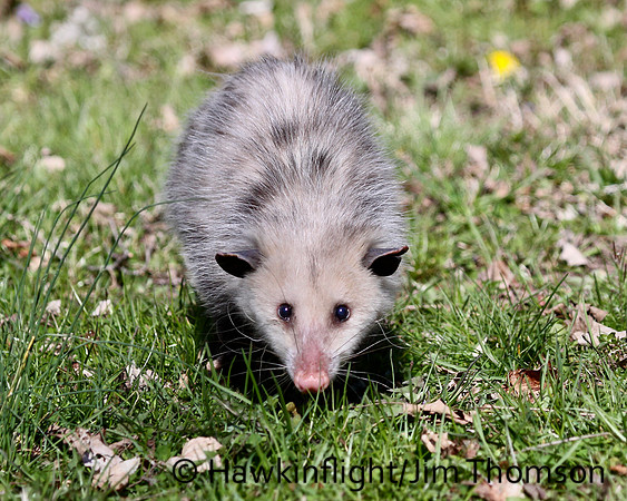 Opossum