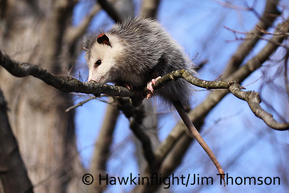 Opossum