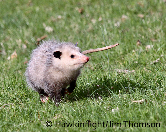 Opossum