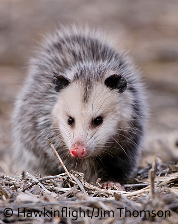 Opossum