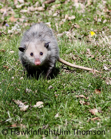 Opossum