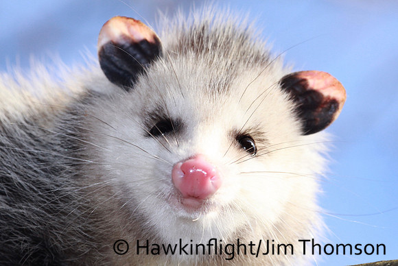 Opossum