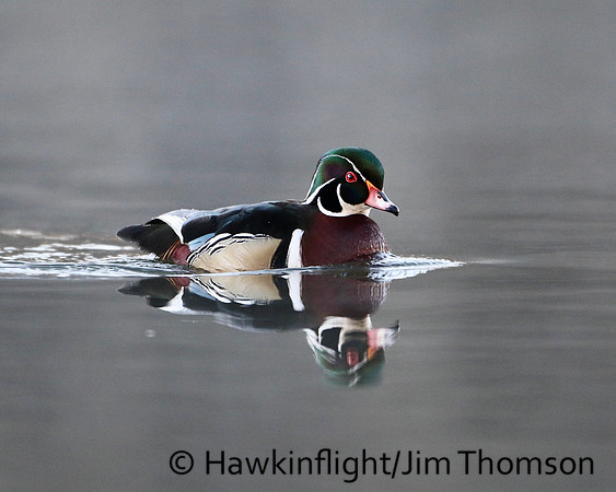 Wood Duck