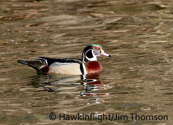 Wood Duck