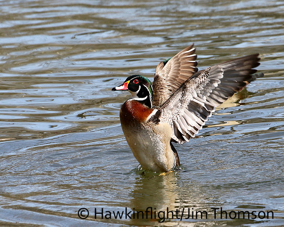 Wood Duck