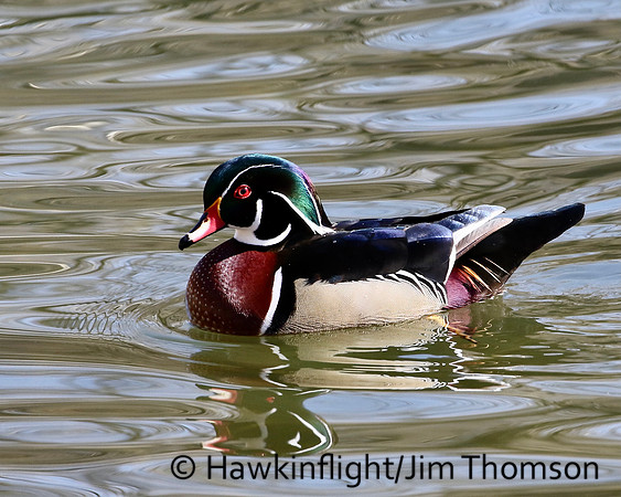Wood Duck