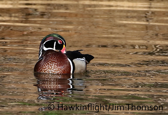 Wood Duck