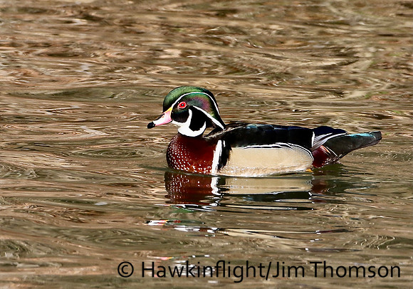 Wood Duck