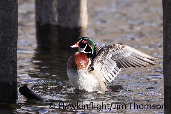 Wood Duck
