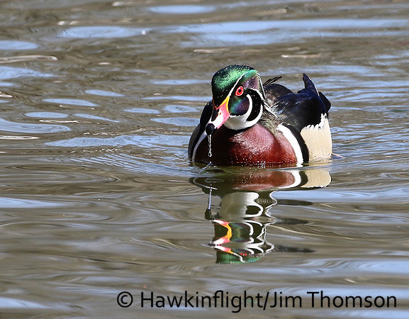 Wood Duck