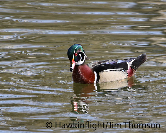 Wood Duck