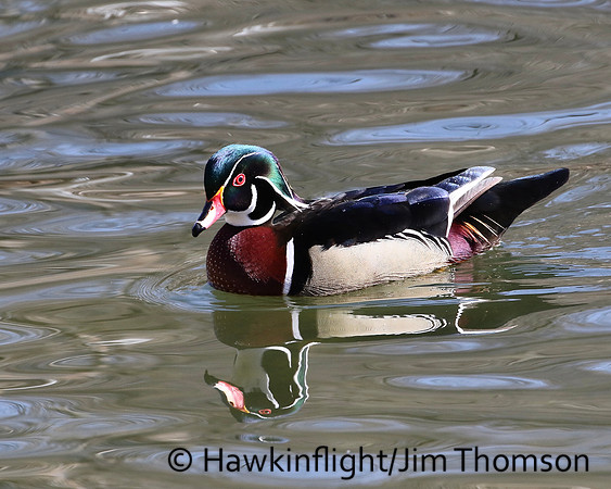 Wood Duck