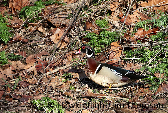 Wood Duck