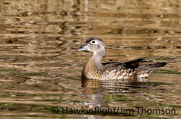 Wood Duck