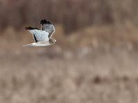 Northern Harrier
