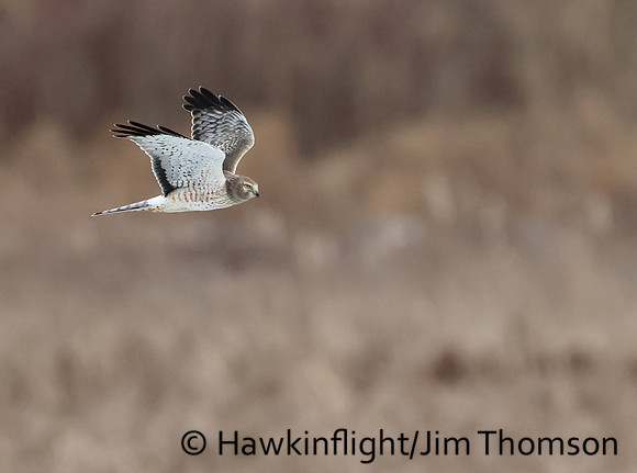 Northern Harrier