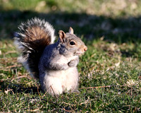 Grey Squirrel