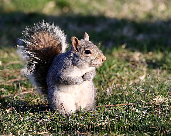 Grey Squirrel