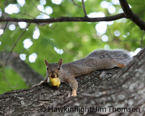 Grey Squirrel