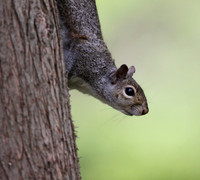 Grey Squirrel