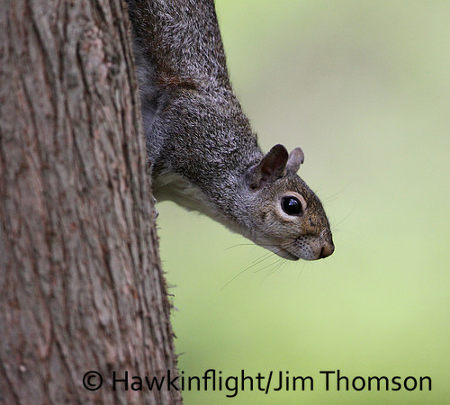 Grey Squirrel