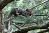 Grey Squirrel