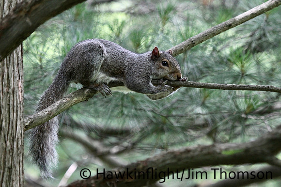 Grey Squirrel