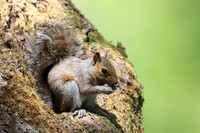 Grey Squirrel