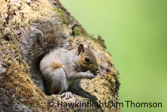 Grey Squirrel