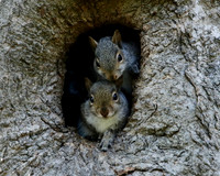 Grey Squirrel