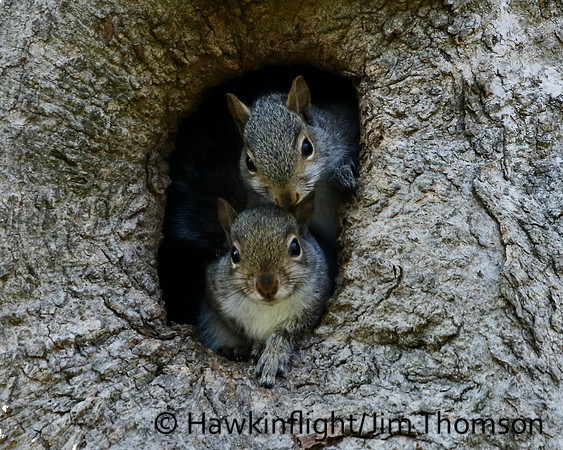 Grey Squirrel
