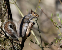 Grey Squirrel