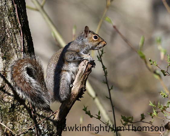 Grey Squirrel