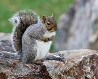 Grey Squirrel