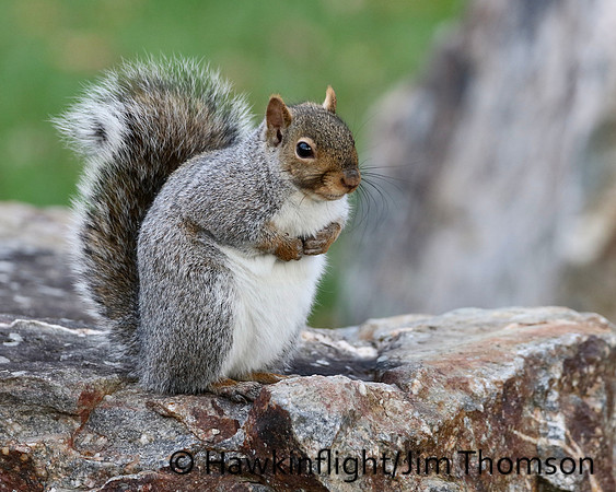 Grey Squirrel