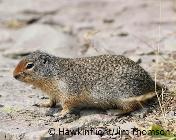 Columbian Ground Squirrel