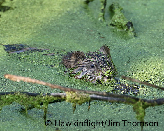 Muskrat